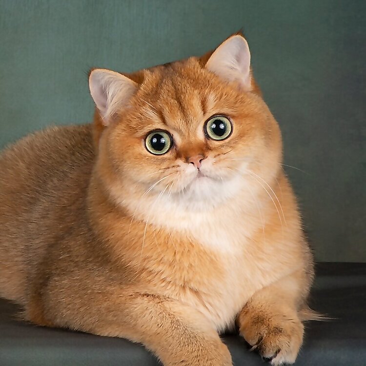 Theodore and Archibald Kelly