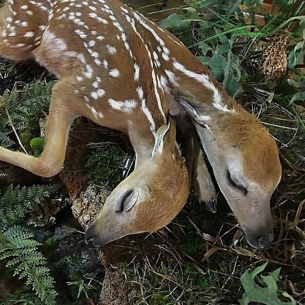 Eden Fawn