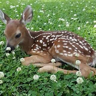 Eden Fawn
