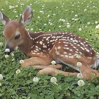 Eden Fawn