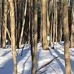 Tamarack
