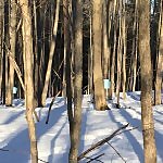 Tamarack