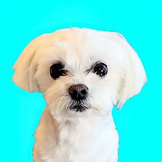 Spoiled Maltese 