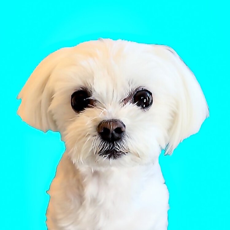 Spoiled Maltese 