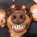 Chutney & Branston