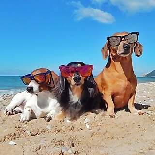 Myles, Willow, Finn & Ember