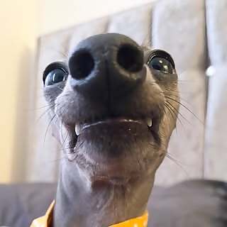 Ripley The Iggy
