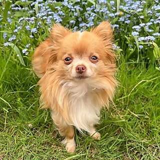 Milo