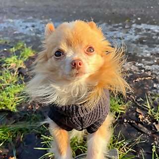 Milo
