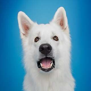 ODIN, The Swiss Shepherd