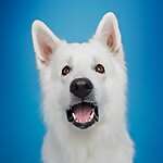 ODIN, The Swiss Shepherd
