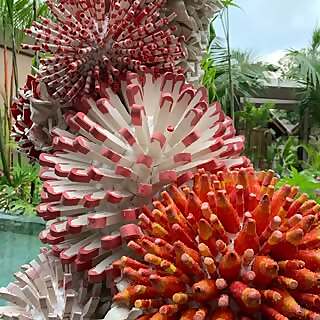 Zemer Peled