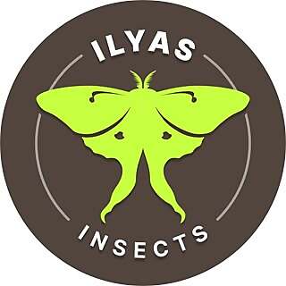 Ilyas