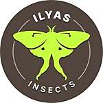 Ilyas