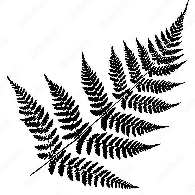 Fern Peck