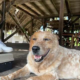 Alan George Cleland Quiñonez