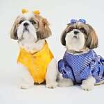 Ozzu & Noor 