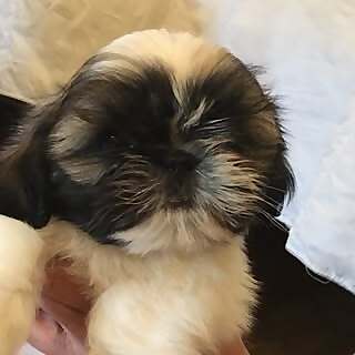 Parker