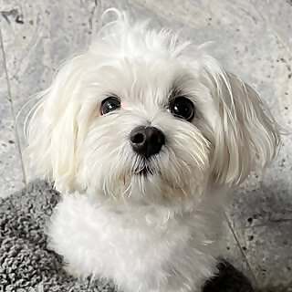Lola