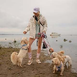 Blonde & Tzus