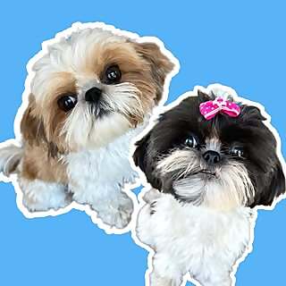 Louie & Lola