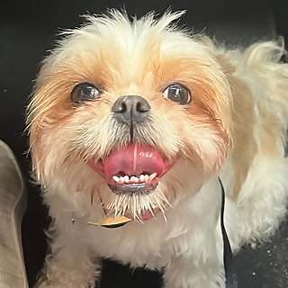 Marmalade 
