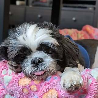 Stella 