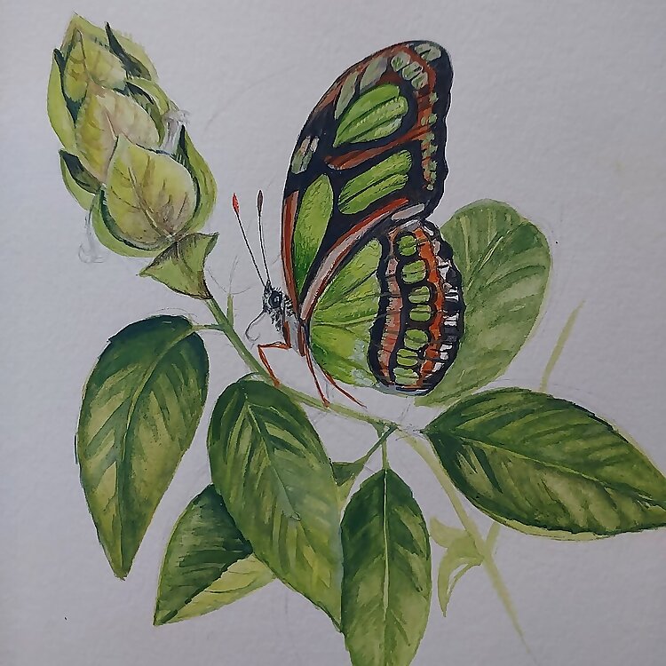 Fiona Boxall