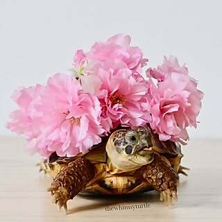 The Whimsy Turtle
