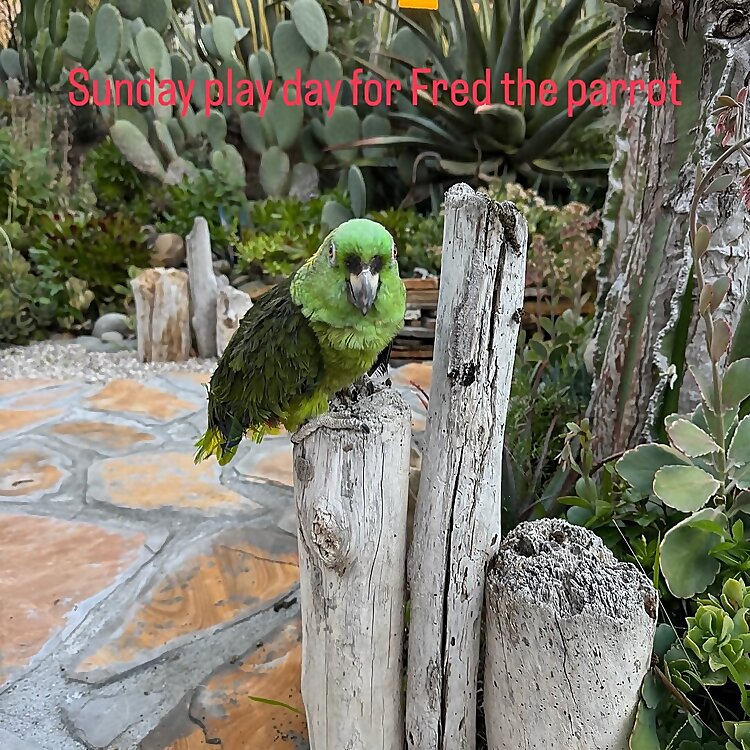 Dennis Stepner Aubery