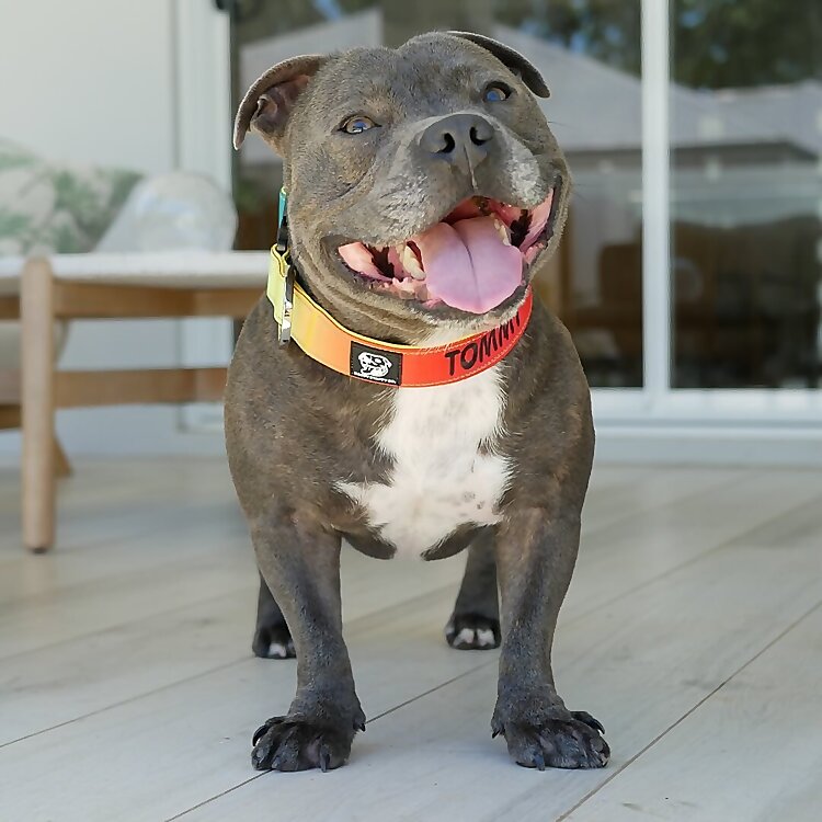 Tommy Blue Staffy