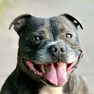 Tommy Blue Staffy