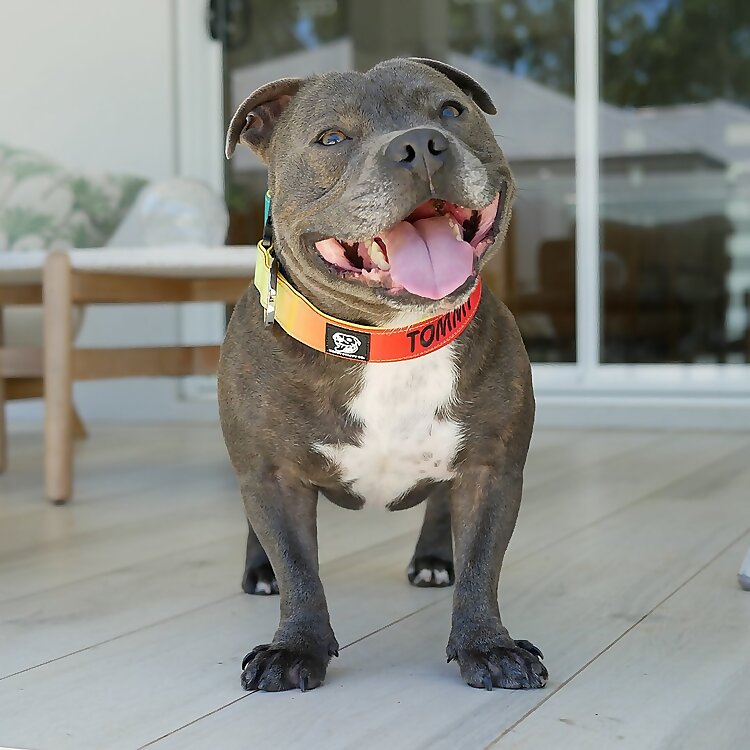 Tommy Blue Staffy