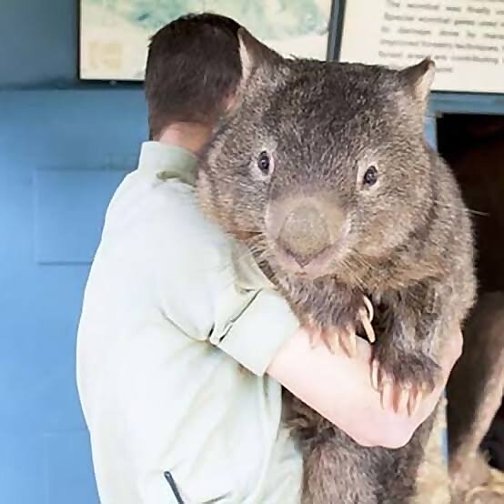 Fat Wombat