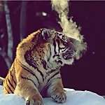 Charles Volker