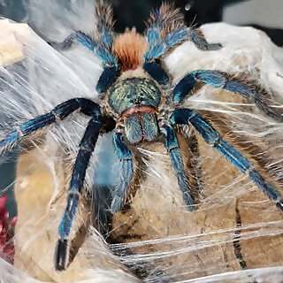 Marru