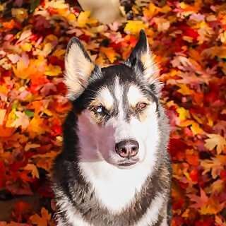 Maya