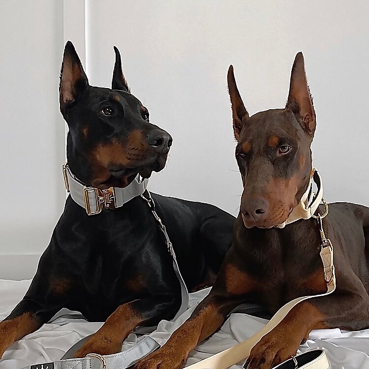 Boss & Boujee