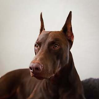 Karl