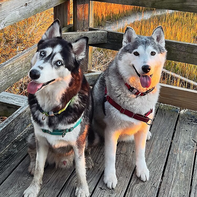 Nova May & Loki Doki