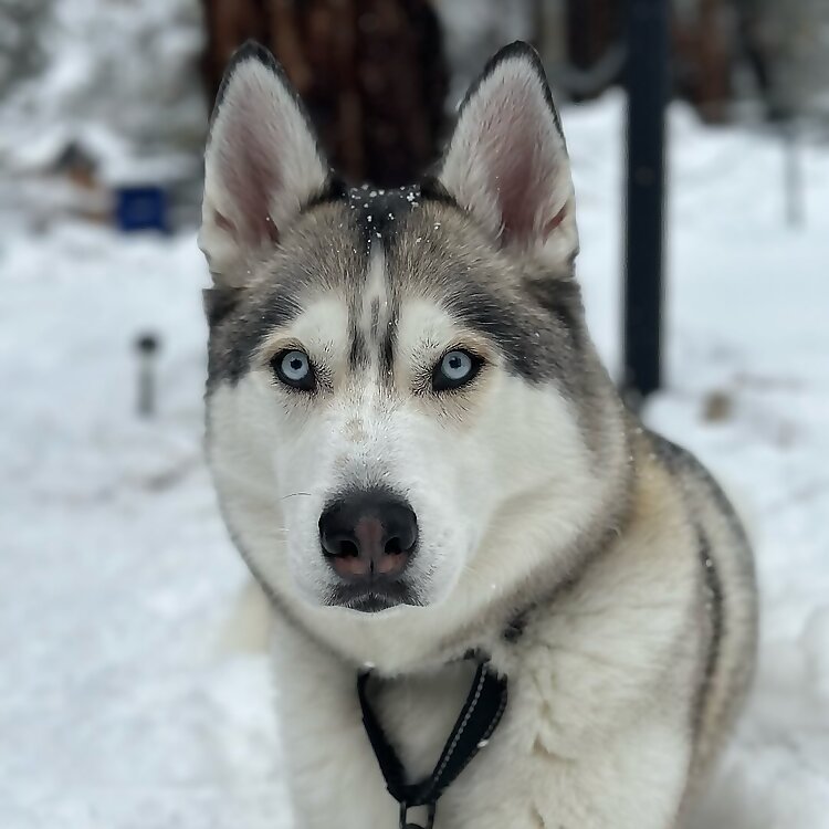 Jackson
