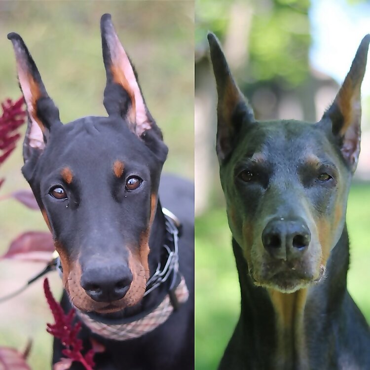 Bruce & Dare