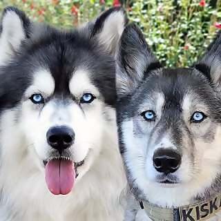 Kiska & Koda