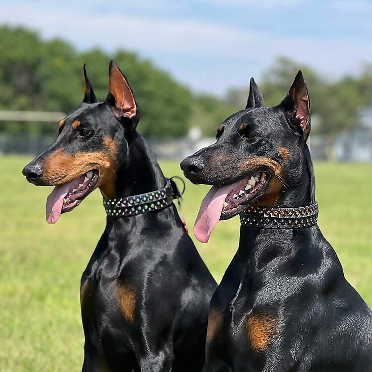 Adara Chaleigh Van Ravenswaay