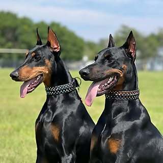 Adara Chaleigh Van Ravenswaay