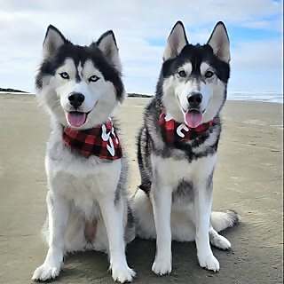 Athena & Aurora