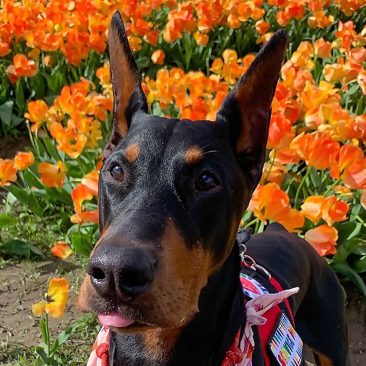 Tobias