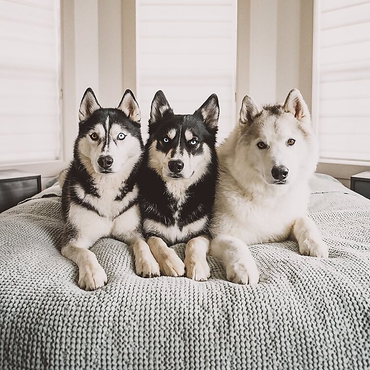 Dexter, Dallas & Boone