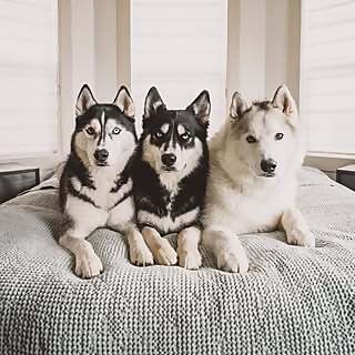 Dexter, Dallas & Boone