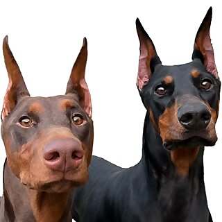 Zakiya & Mazikeen